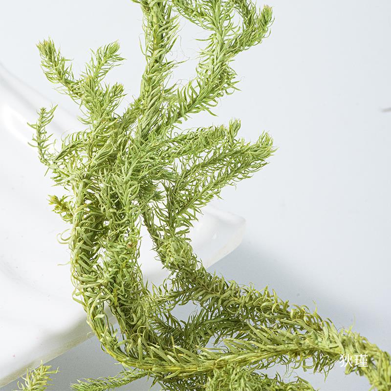 伸筋草中药材野生正品生筋草中药泡脚小伸筋草远志益智仁-阿里巴巴