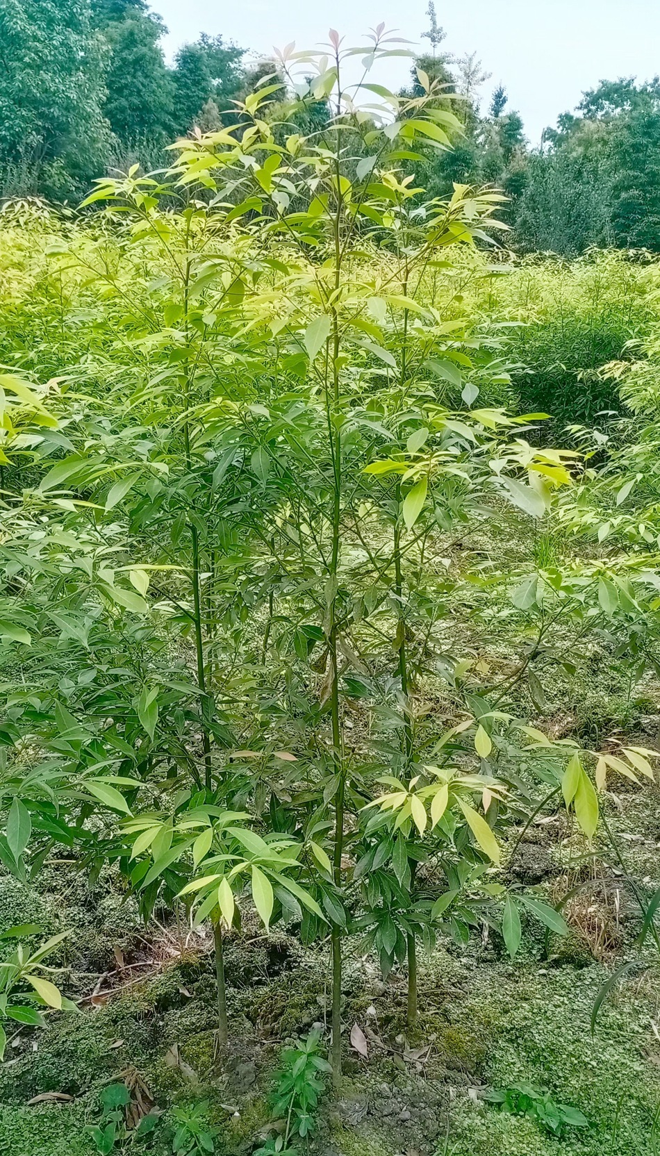 小叶桢楠地苗 细叶桢楠 金丝楠木 四川园林绿化苗木 楠木笼子绿篱