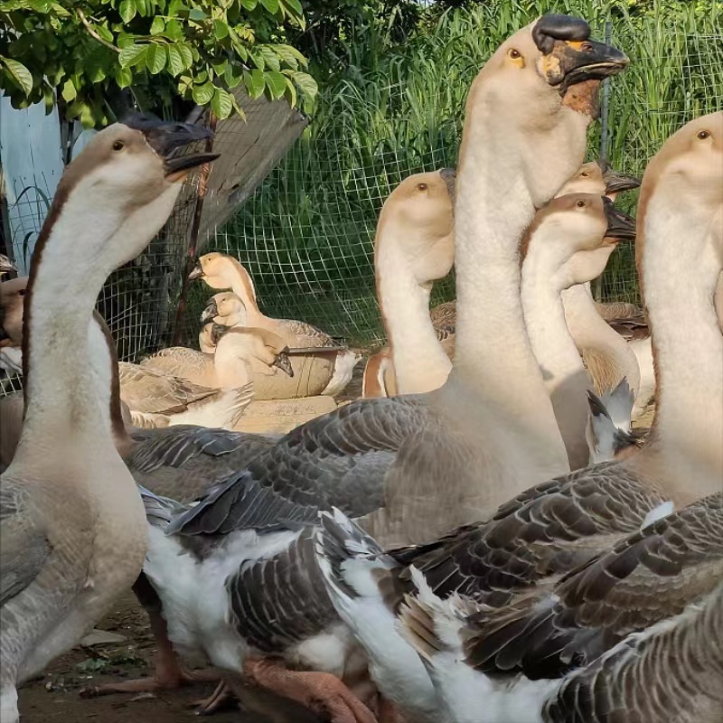 狮头鹅苗大种狮头鹅苗批发纯种狮头鹅苗出售正宗狮头鹅全国包邮