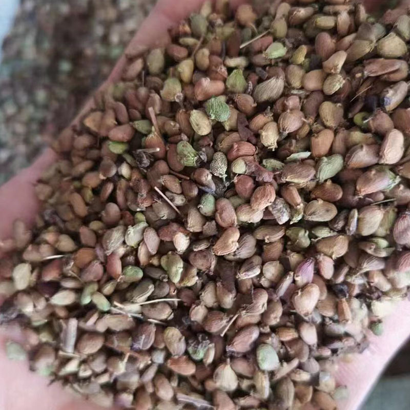 新采花种子/黄栌种子/烟树种子/花卉/彩叶树种子 林木种子 优惠了