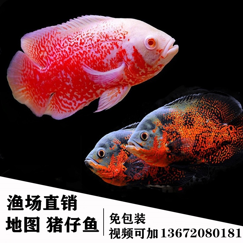 地图鱼 血麒麟 野图招财风水鱼中大型热带淡水观赏鱼活体包邮