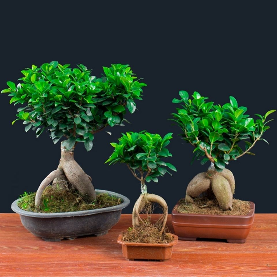四季常青耐寒榕树造型树桩盆景苗室内外植物小叶榕树盆栽绿植花卉