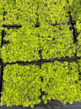 黄金佛甲草地被植物不死草屋顶绿化隔热花镜造景四季常绿耐热耐寒