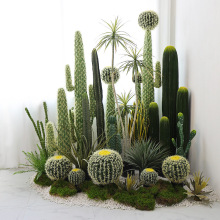 95广州萌二网络科技工作室1年近3个月价格橱窗摆件装饰仙人掌造景仙人