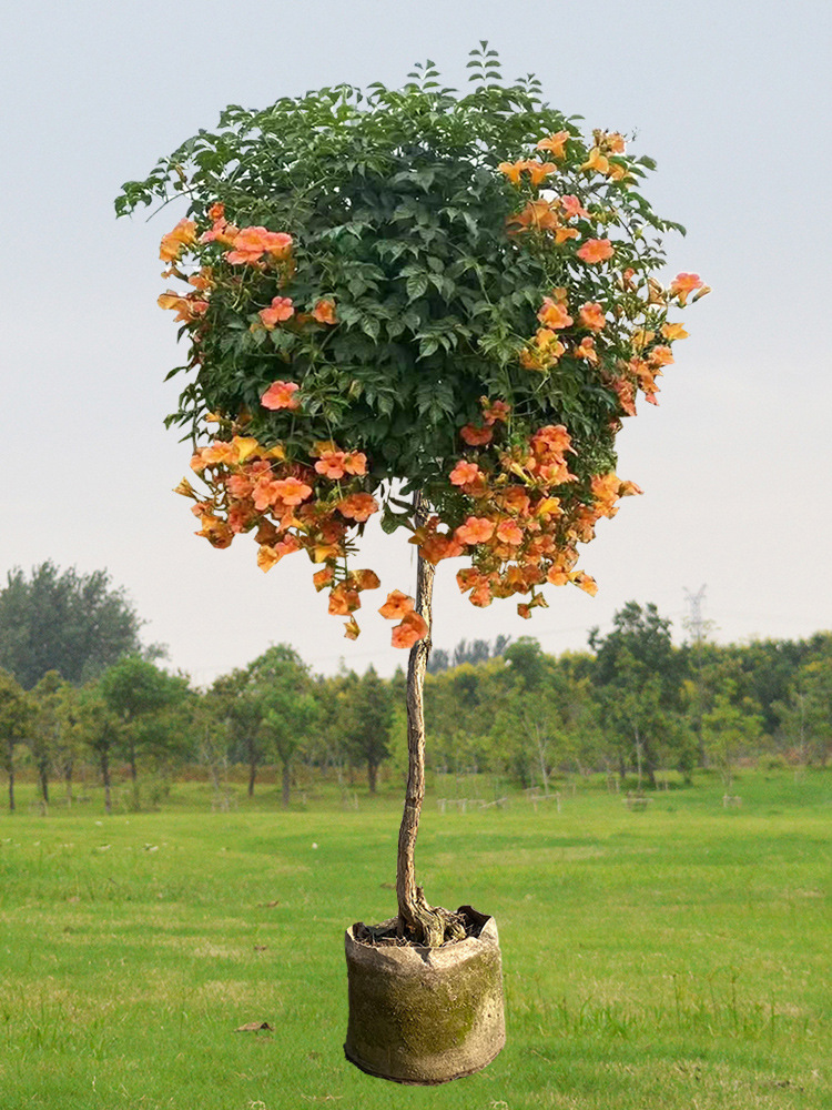 中华凌霄花苗爬藤植物美国凌霄老桩多季开花卉盆栽庭院炮仗花耐寒