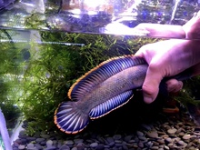 观赏鱼彩虹雷龙鱼南鳢耐养冷水鱼淡水鱼活体凶猛红月珍珠雷龙活体