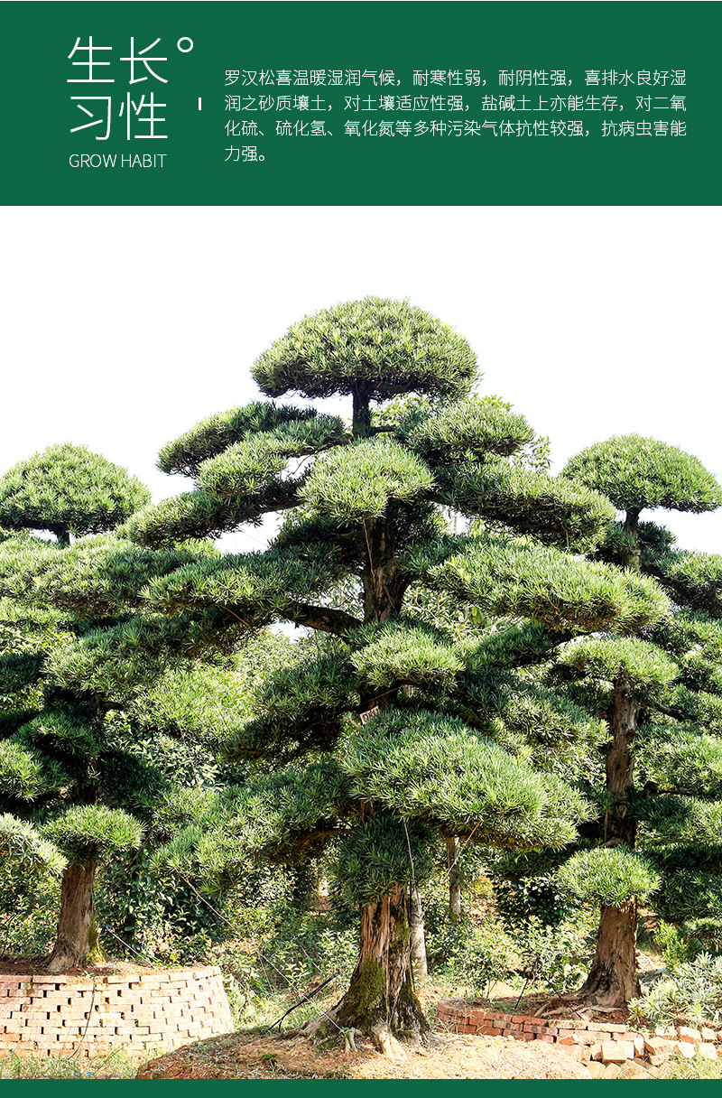 造型罗汉松迎客松成活率高工程一站式绿化乔木风景树罗汉松树桩