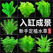 水草植物鱼缸造景新手阴性定植套餐蜈蚣草绿菊水榕沉木水培真水草