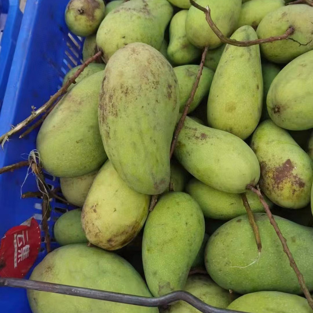 海南金煌芒花皮果 5斤 9斤 西六可发