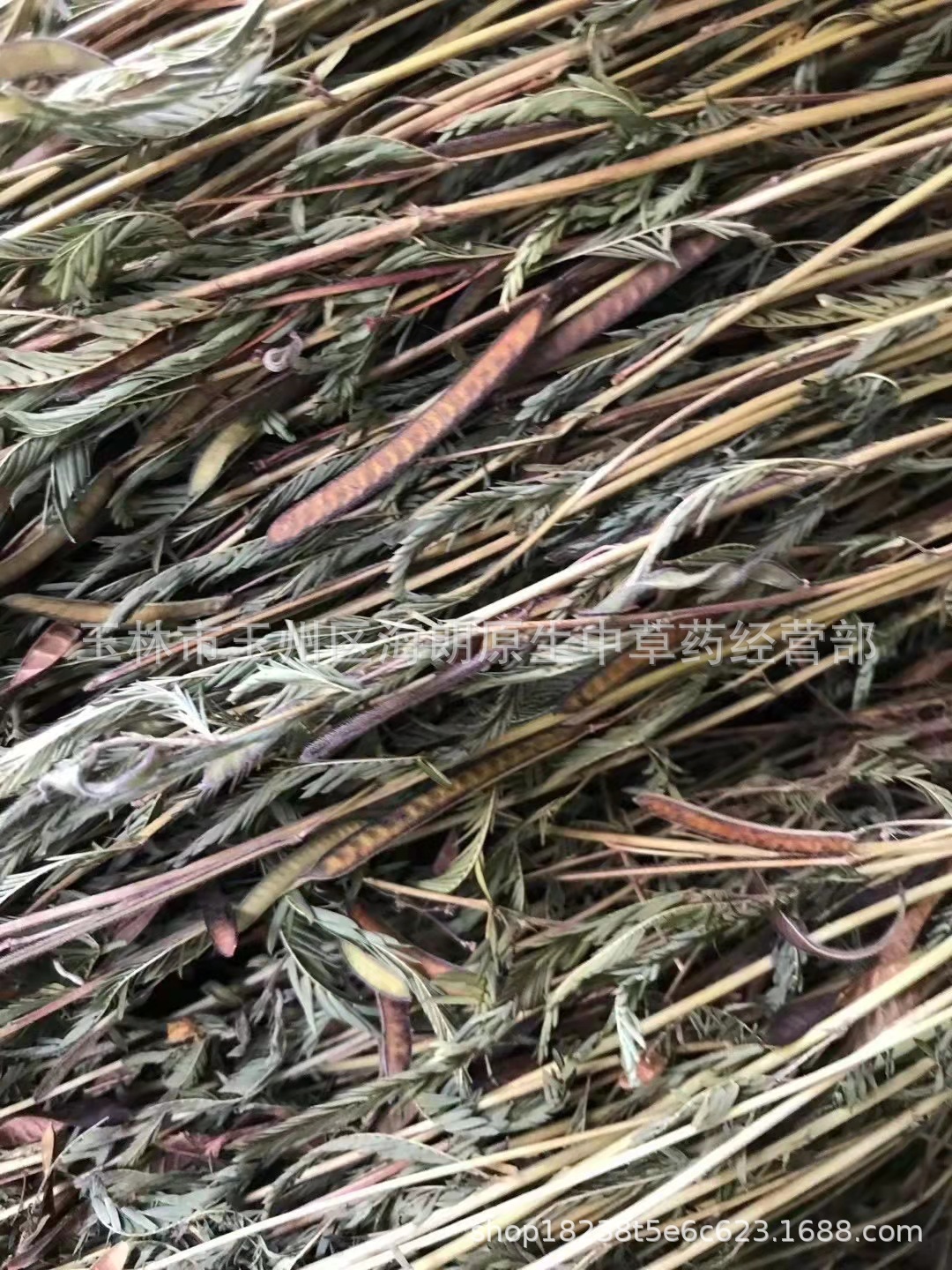 中药材软肝草条中药材铁甲草益肝草乙肝草圣蕨批量供应量大从优