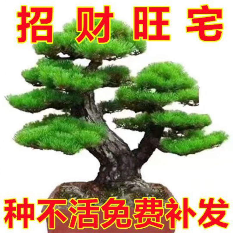迎客松盆景花卉室内外四季常青耐寒松树盆地栽绿植物-阿里巴巴