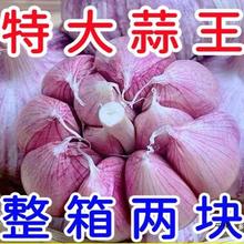 河南2023五斤新鲜蔬菜蒜金乡多瓣新干白皮紫蒜非干大蒜头大蒜头