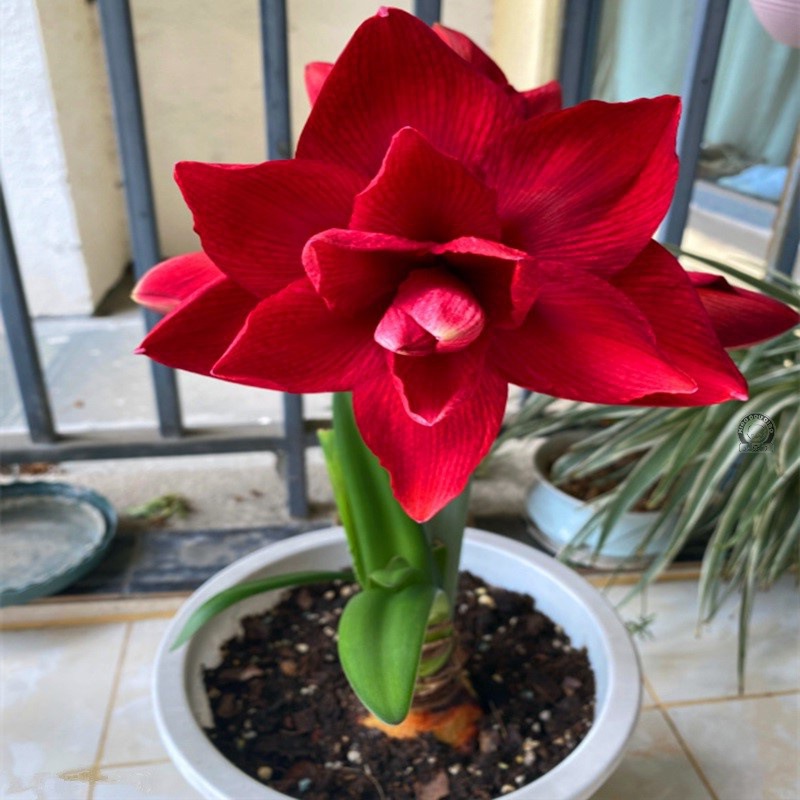 朱顶红荷兰进口