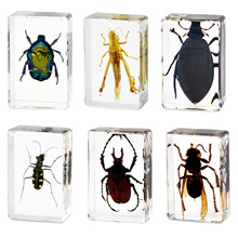 跨境树脂昆虫标本套装动物真实甲虫标本教学用具展示摆件工艺品