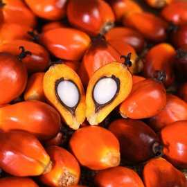 0%棕榈核剥壳机棕榈核破碎机棕榈壳仁分离机 palm nut cracker安国市