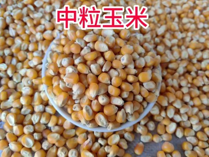 20斤装中粒玉米鸟食赛飞饲料信观赏鸽子粮比赛19省批发中国-阿里巴巴