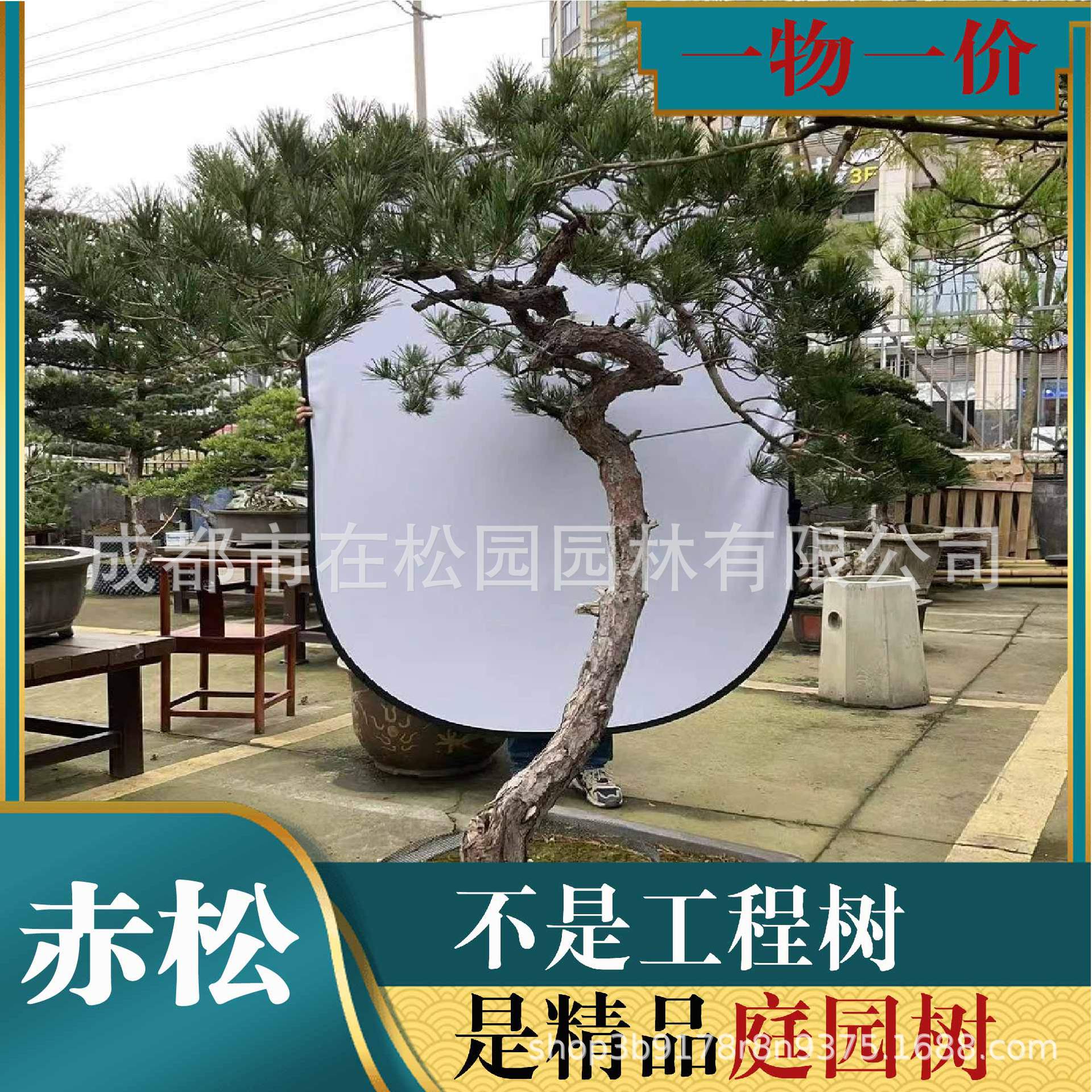 造型赤松树 园林景观树庭院树 油松基地直销熟货 迎客松 1-3米高