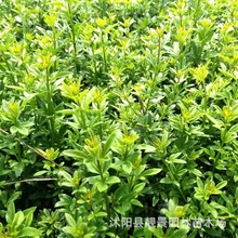 迎春小苗批发 规格齐全 迎春花树苗销售 花色艳 1-3公分粗迎春