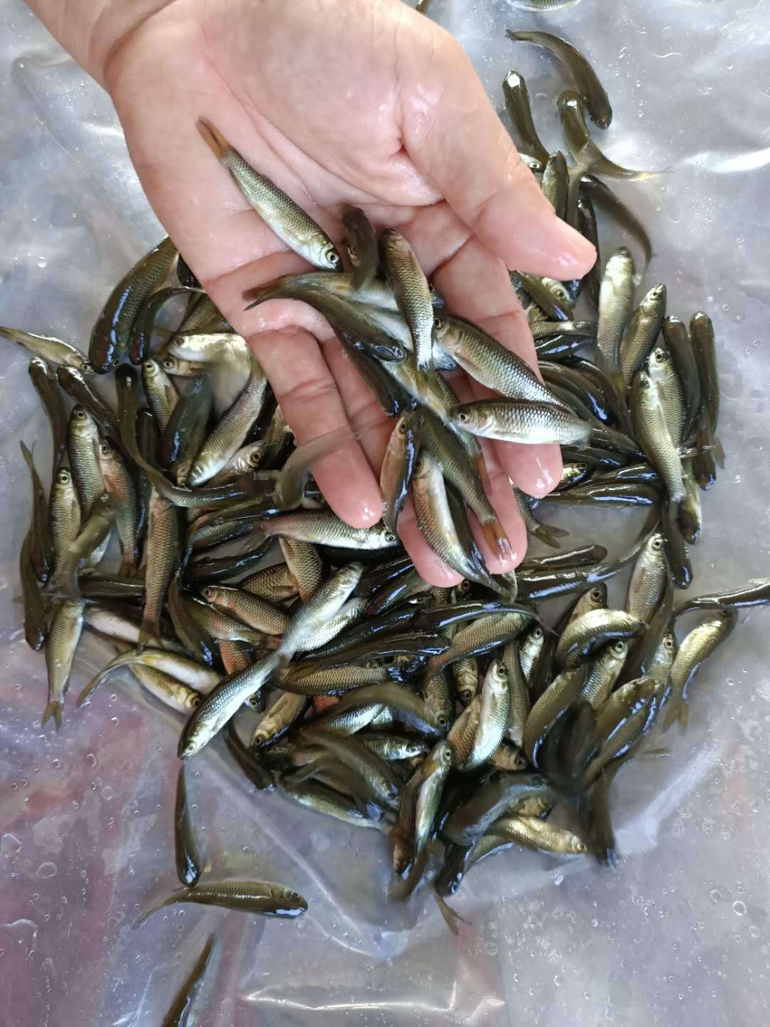 广东草鱼苗 淡水草鱼苗 长江草鱼苗 鲩鱼苗 批发