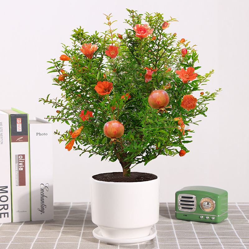 石榴花盆栽带花观赏果树苗室内客厅盆景四季开花庭院植物花卉好养