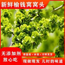 60个杂粮包全麦窝窝头粗粮馒头玉米荞麦包速冻半成品特色早餐食品