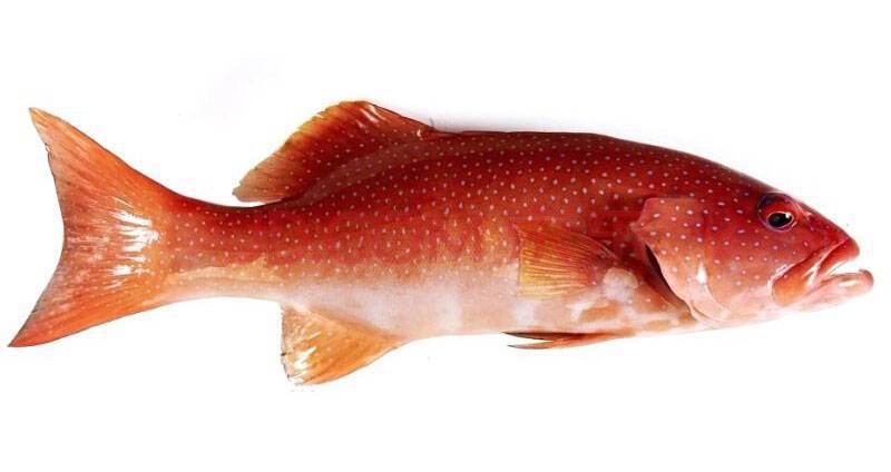 生冻鲜"东星斑" 超低温活冻鱼类 酒楼餐厅宴席食材批发1~4斤/条