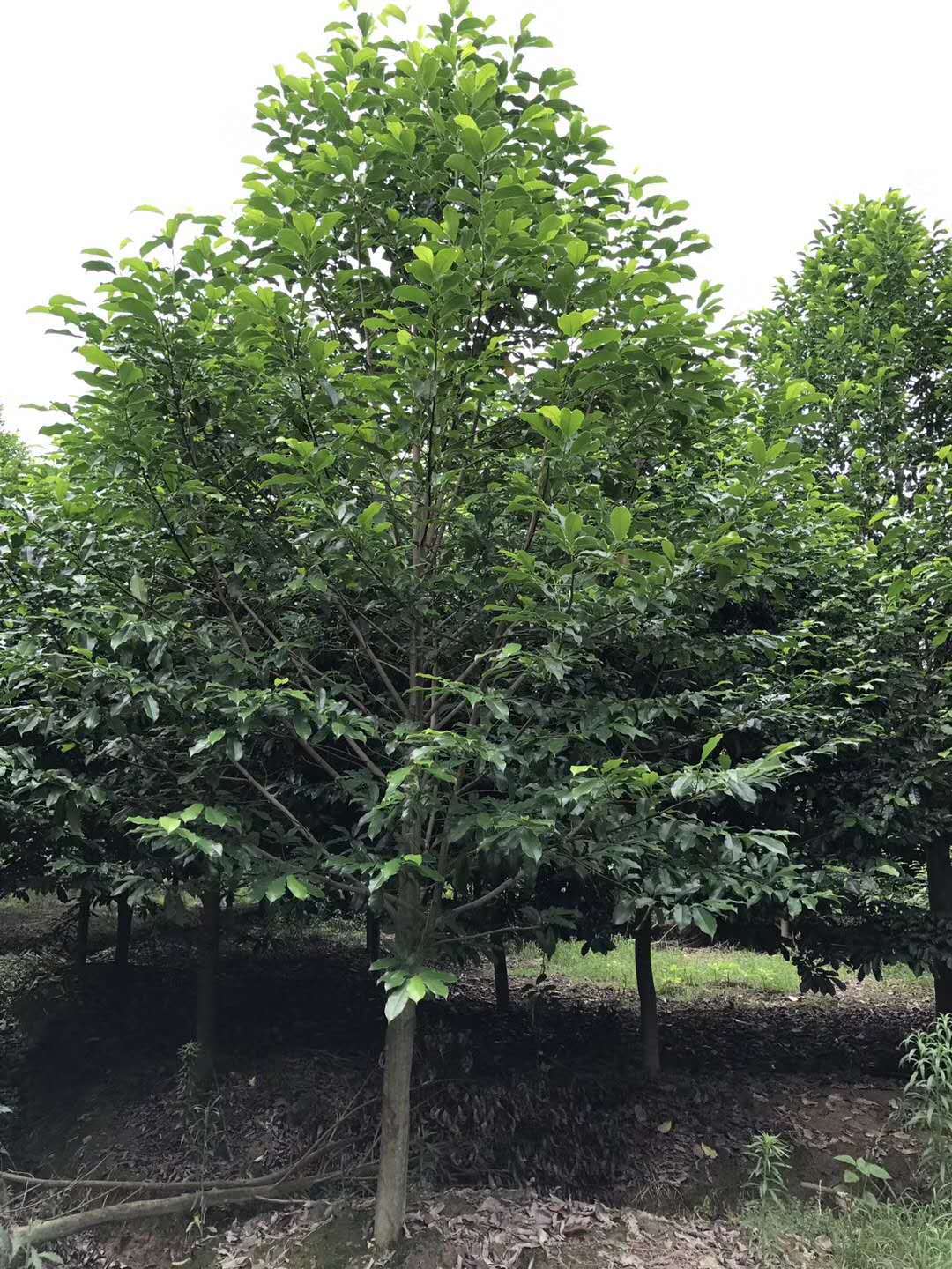 乐昌含笑【浙江】乐昌含笑树苗 5-22公分 深山含笑 退林还田 规格