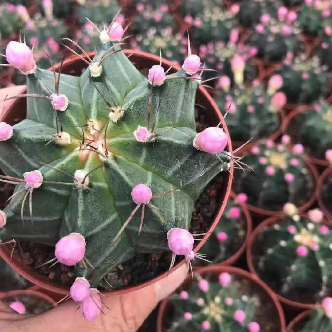 基地直供多肉植物盆栽家居仙人球多肉植物花卉瑞云牡丹锦