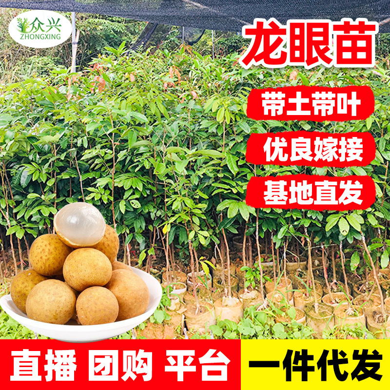 广西2年龙眼苗石硖储良四季龙眼果苗嫁接龙眼树苗桂圆果苗-阿里巴巴