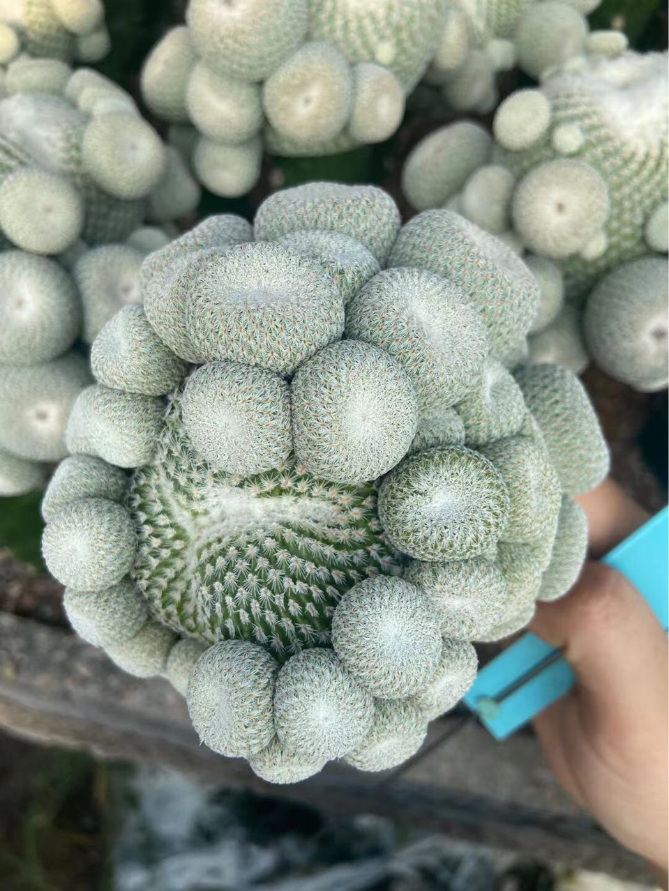仙人球科不含盆多肉植物嫁接带柱子仙人球月世界群生仙人球批发