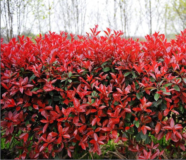 红叶石楠树苗 石楠小苗红罗宾扦插苗火焰红 绿篱庭院色块四季常青