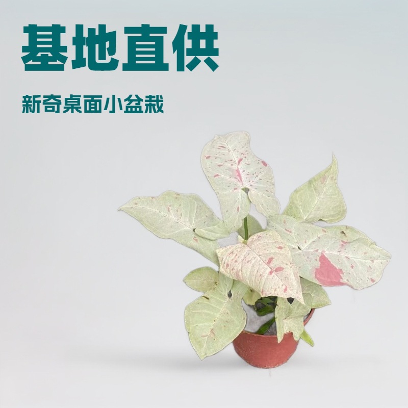 源头110#杯牛奶纸屑合果芋网红观叶桌面绿植希有新奇花卉小盆批发