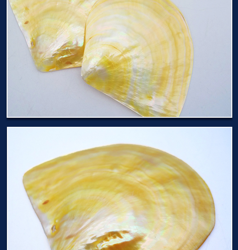 黄碟贝海螺贝壳首饰品拍照道具螺钿漆器镶嵌材料创意礼品工艺品