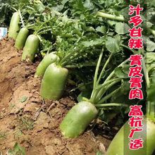 冰糖水果萝卜种子农家蔬菜种孑四季播种阳盆栽生吃脆甜绿萝卜种籽