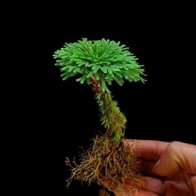 吸水石植物苔藓卷柏附石菖蒲盆景假山水陆缸雨林造景专用绿植包邮