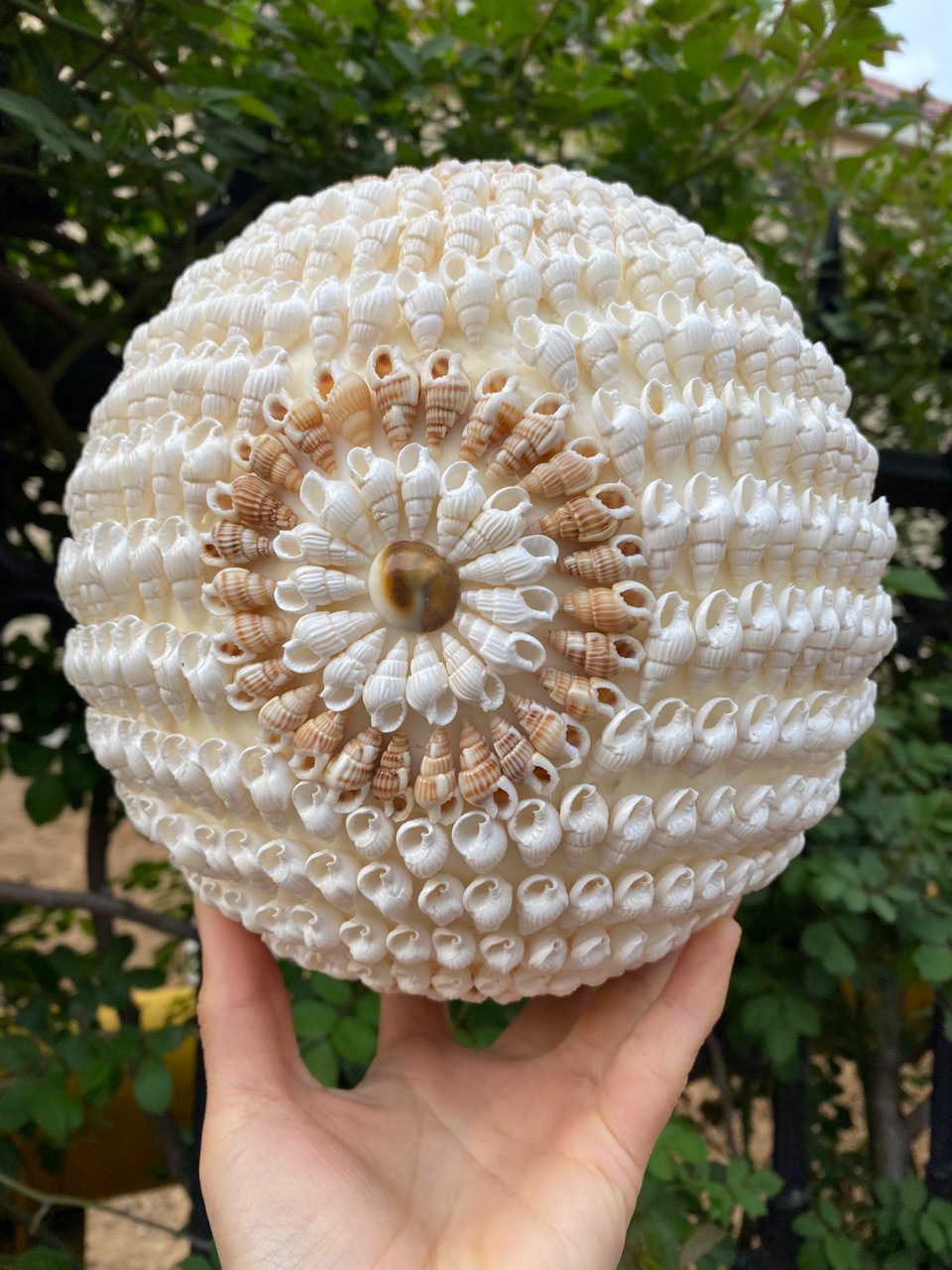 工厂直销白米螺贝壳转运球直径1520厘米地摊货源贝壳工艺品