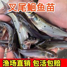 斑点叉尾鮰小鱼苗淡水产好养殖食用活体本地耐活钳鱼梭边清江鱼