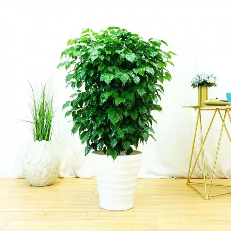 02成交7包睡莲盆大睡莲花苗睡美莲根块茎好养活水培植物家养池塘鱼池