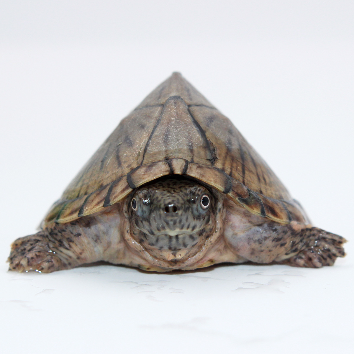 剃刀龟 屋顶龟苗麝香巨头虎纹果核头盔黄泽杂食宠物