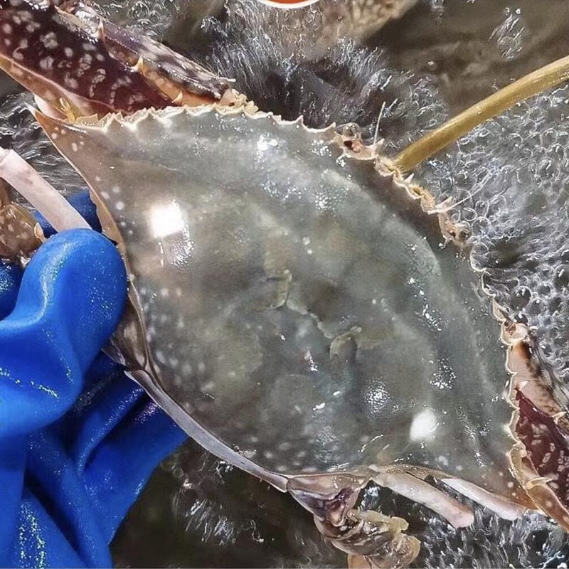 鲜活梭子蟹3/4斤特大枪蟹母蟹公蟹青岛海鲜活海螃蟹白蟹包肥飞蟹