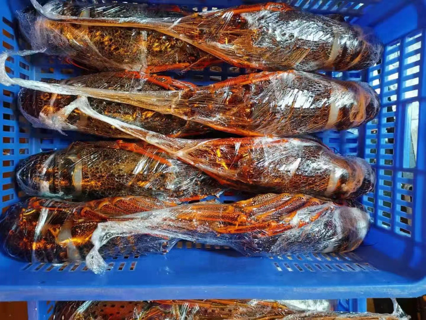 冷冻澳龙海鲜水产大澳龙澳洲大龙虾澳大利亚红龙餐饮酒席一件代发