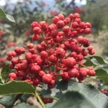 花椒树大苗当年结果四川大红袍花椒树苗嫁接藤椒盆栽地栽庭院种植