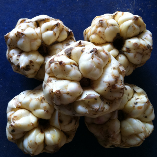 宜兴新鲜百合5斤18个左右食用功效现挖2斤7个左右非兰州特产包邮