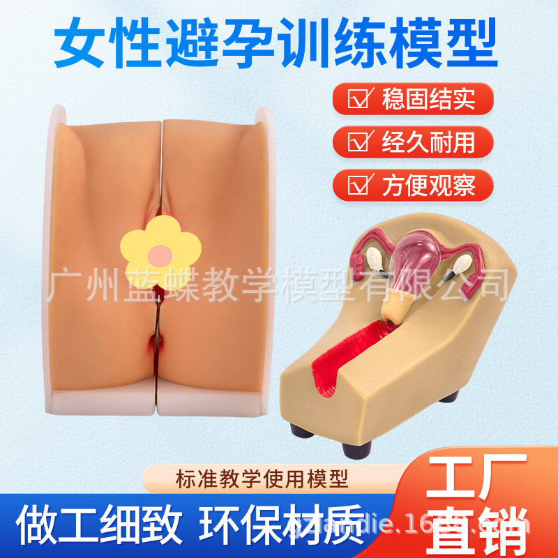 教学女性生殖宫颈子宫外阴道卵巢 避孕指导模型 计划生育妇科检查