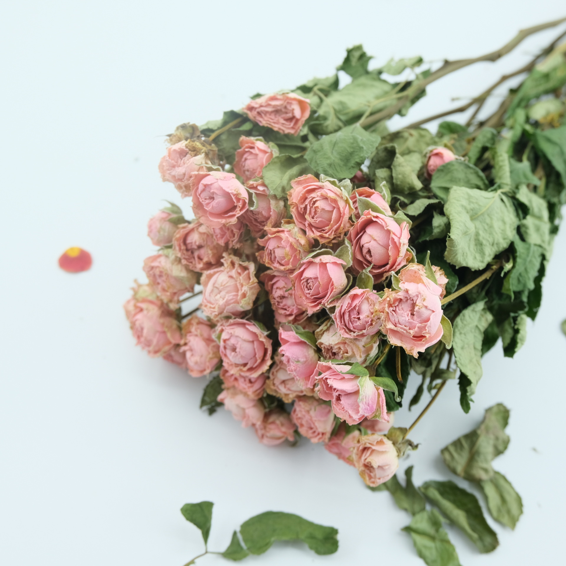 多头玫瑰干花 多头泡泡自然风干滴胶香薰蜡烛压花花材批发花束