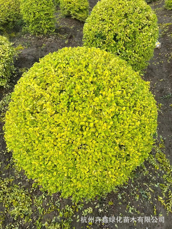 【基地大量批发】亮晶女贞球p50-250cm/优质根系旺/成活率高/园林