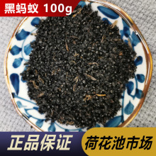 广西黑蚂蚁横县100g拟黑多刺蚁非长白山中药材干晒养身泡酒料磨粉