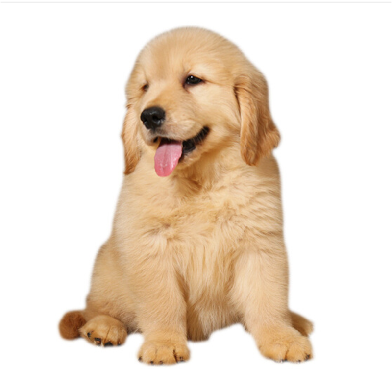 ly纯种金毛幼犬赛级金毛犬导盲犬双血统拉布拉多大骨架中大型宠物