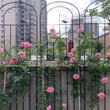 铁线莲爬藤架蔷薇月季种植庭院栅栏户外花架支撑杆铁艺爬藤花架网