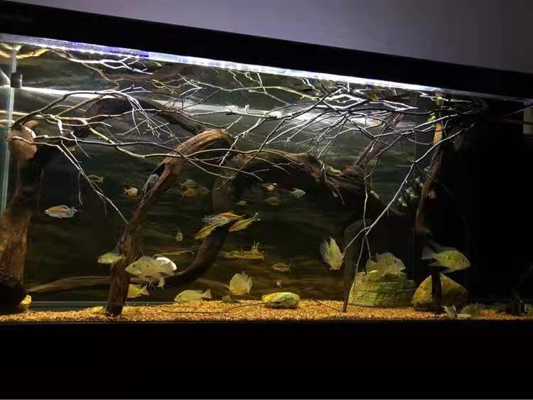 鹿角枝沉木鱼缸造景素材干树杜鹃根原生南美埃及神仙黄梨插花莫斯